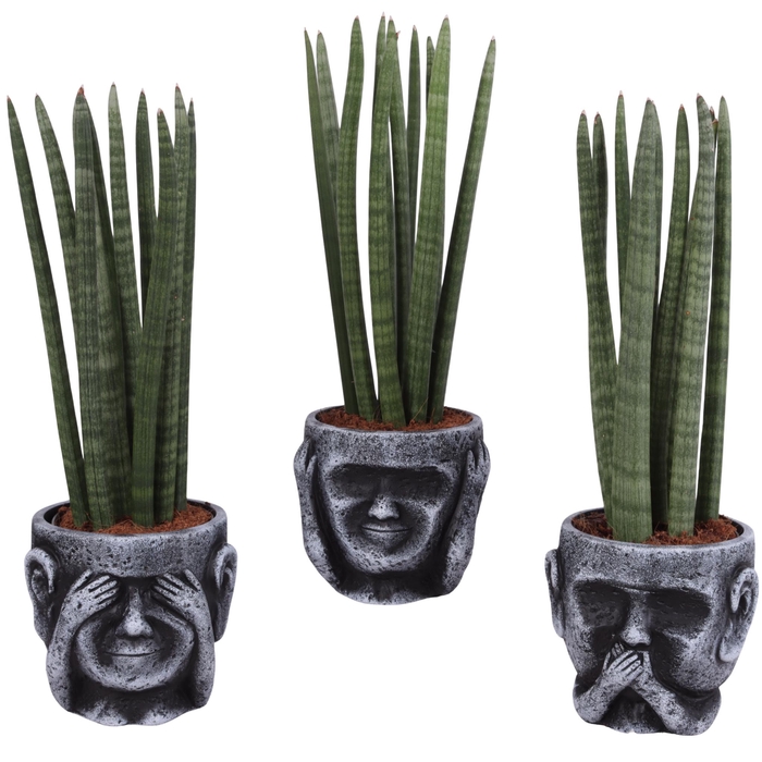 <h4>Sansevieria Cylindrica Straight 10 Leaf in Ceramic pot Ø15cm</h4>