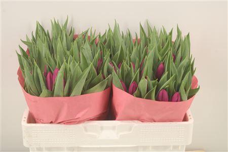 <h4>Tu En Purple Prince</h4>