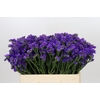 Limonium Sinuatum Navy Sun Birds