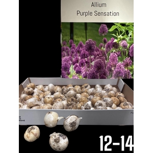 ALLIUM