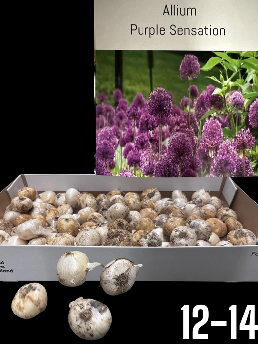 <h4>ALLIUM</h4>