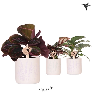 Kolibri Greens Calathea mix in Floral pot mix