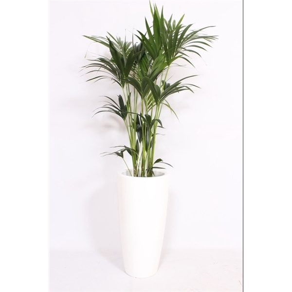 <h4>Howea Forsteriana in Santorini pot "wit"</h4>