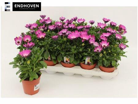 <h4>Osteo Dal Felicia</h4>