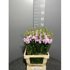 Matth Iron Light Pink