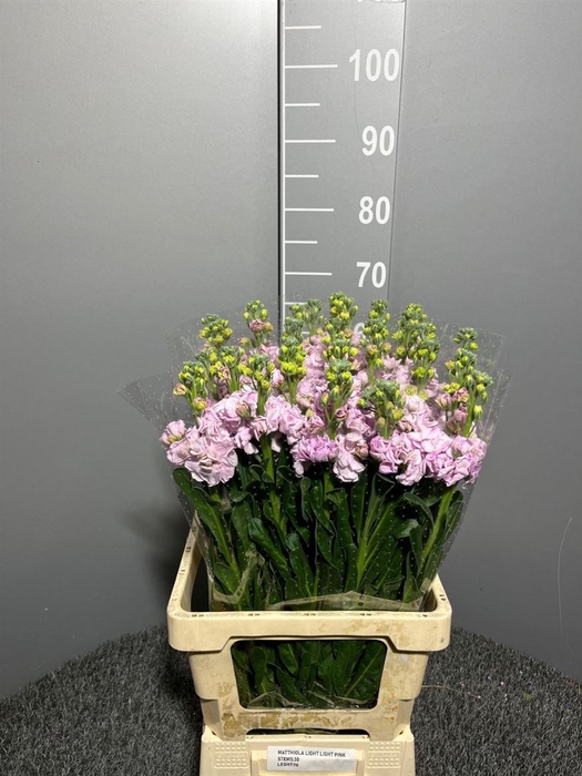 <h4>Matth Iron Light Pink</h4>