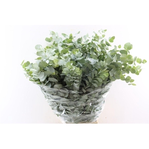 Euca Cinerea 300gr P Bunch