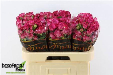 <h4>R Tr Royal Magic</h4>