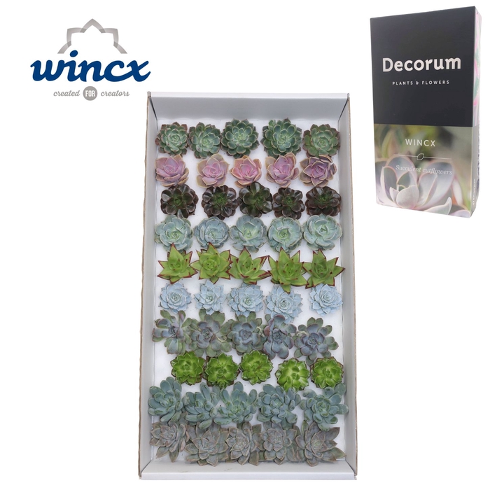 <h4>Echeveria Mix (wincx) Cutfl (10spc.) Wincx-5cm</h4>