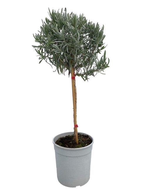 <h4>Lavandula angustifolia "op stam"</h4>