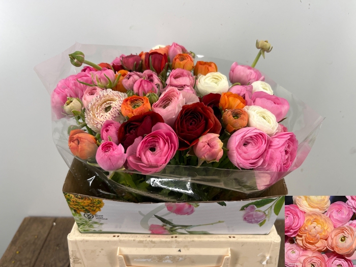 <h4>RAN GEM IN BOS</h4>