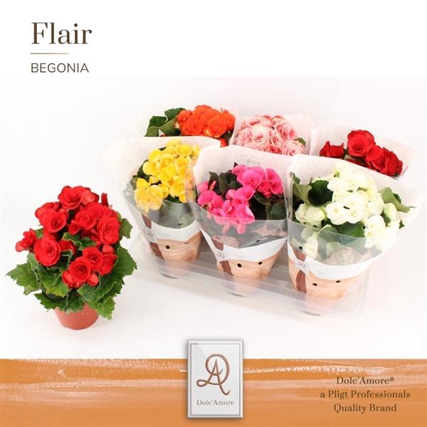<h4>Begonia Elatior Grp dubbelbloemig gemengd</h4>