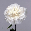 LEUC S DWARF SNOW LA
