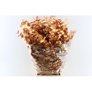 Euca Cinerea Metal Copper
