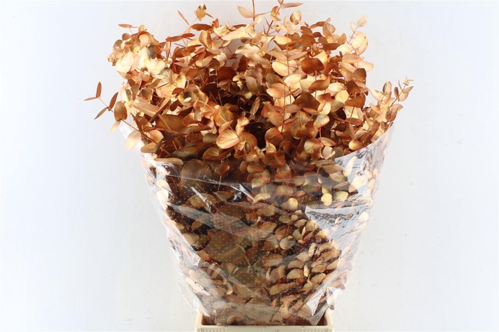 <h4>Euca Cinerea Metal Copper</h4>