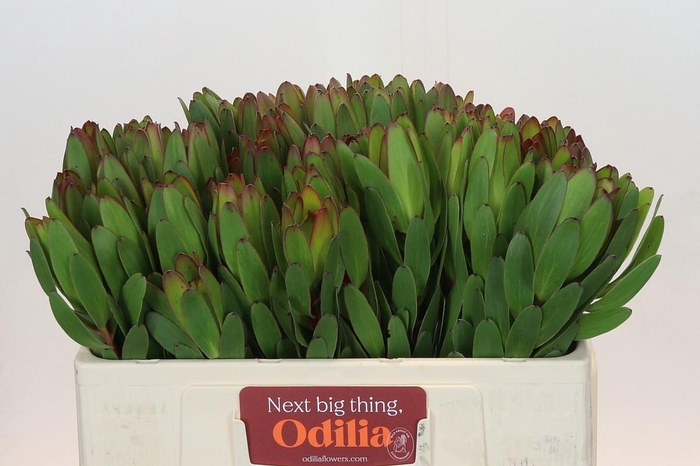 <h4>LEUCAD SAF GOLDSTRIK</h4>