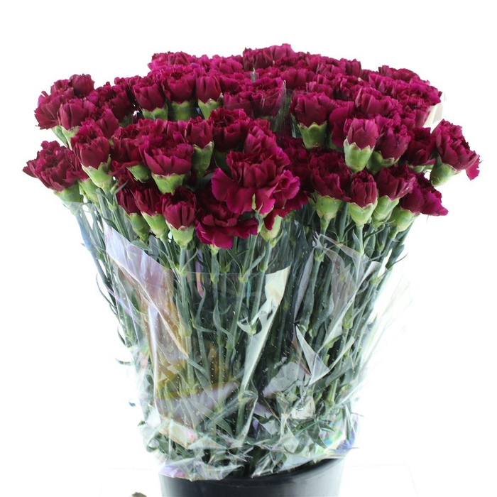 <h4>Di St Tico Tico Purple</h4>