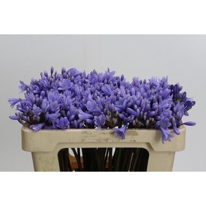 Agapanthus Eyfori Light Blue
