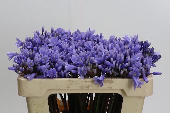 <h4>Agapanthus Eyfori Light Blue</h4>
