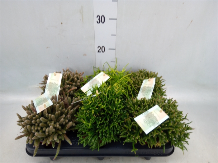 <h4>Rhipsalis   ...mix</h4>