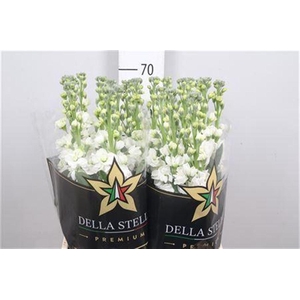 Matth Iron * Premium* White