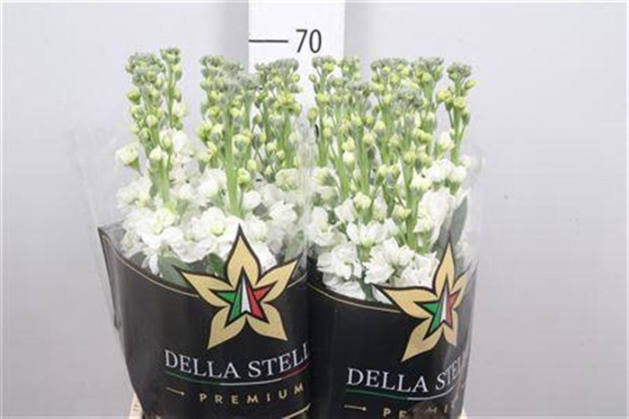 <h4>Matth Iron * Premium* White</h4>