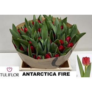 TU EN ANTARCTIC FIRE