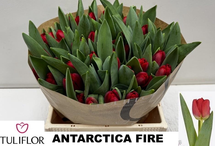 <h4>TU EN ANTARCTIC FIRE</h4>