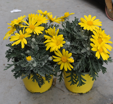 Cytisus overig