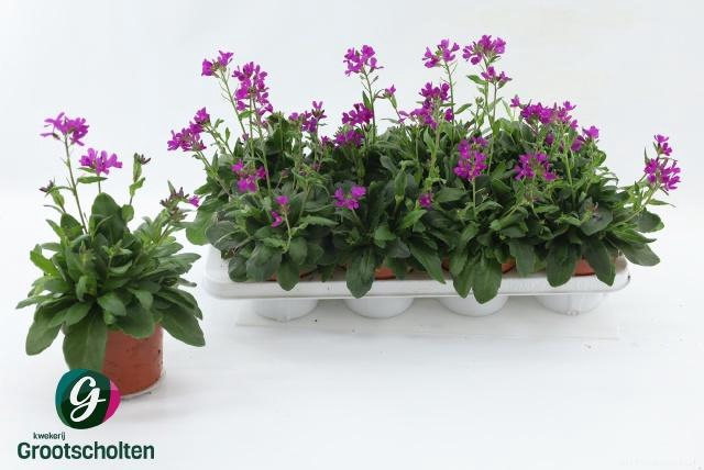 <h4>ARABIS C ROSEA</h4>