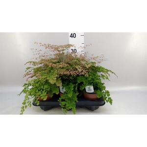 Adiantum tenerum 'Scutum Roseum'