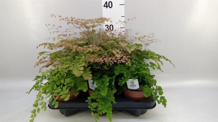<h4>Adiantum tenerum 'Scutum Roseum'</h4>
