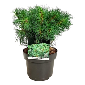 Pinus strobus 'Tiny Kurls'