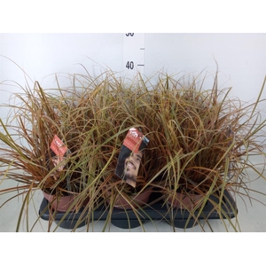 Uncinia rubra 'Everflame'