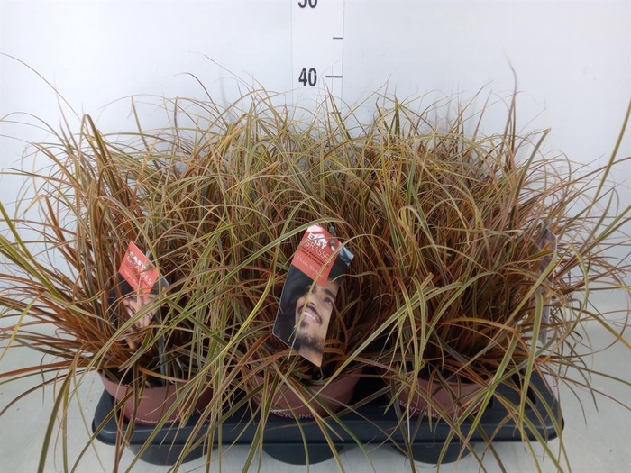 <h4>Uncinia rubra 'Everflame'</h4>