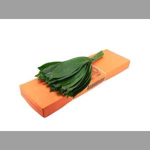 Aspidistra 70cm Queens