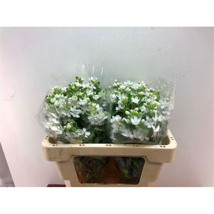 <h4>OXY CO PERF WHI HARM</h4>