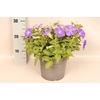 Perkplanten 19 cm Petunia Light Blue