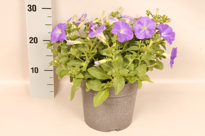 Perkplanten 19 cm Petunia Light Blue