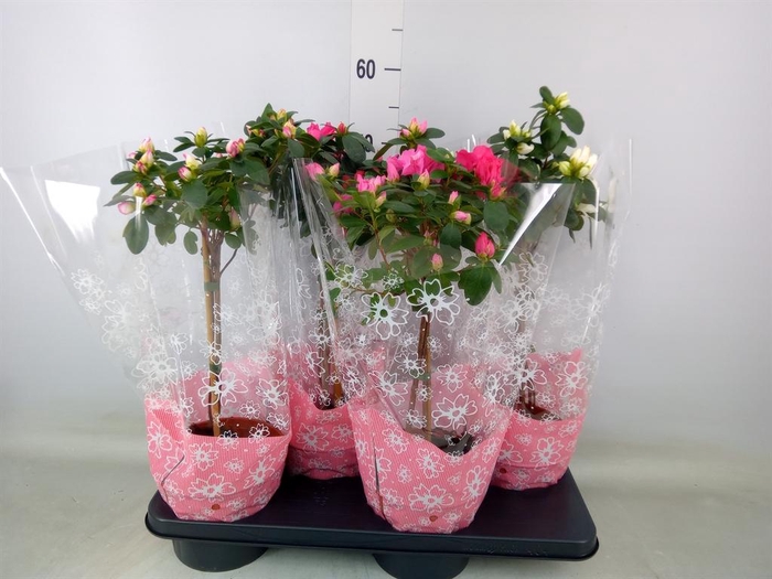 <h4>Rhododendron sim.   ...</h4>