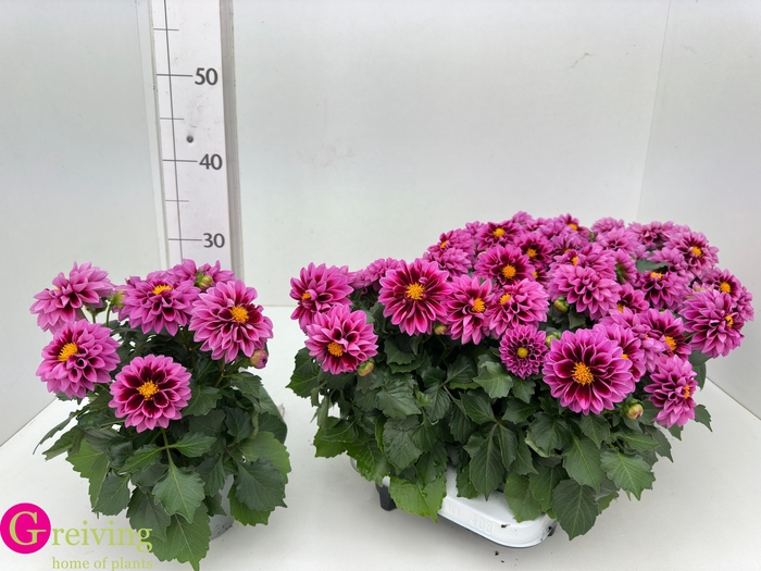 <h4>DAHLIA DAHL EMILY</h4>