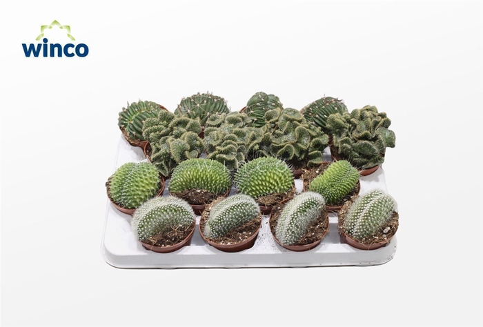 <h4>Cactus Cristata Mix (Collection)</h4>