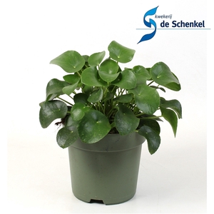 Pilea peperomioides