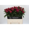 Paeonia Avis Varner