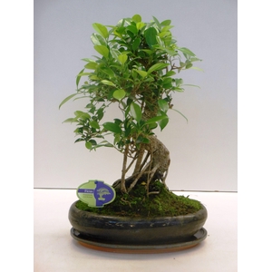 Ficus retusa, 29cm., shape, with drip tray