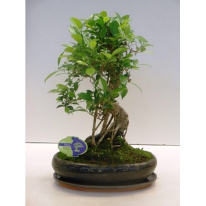 Ficus retusa, 29cm., shape, with drip tray
