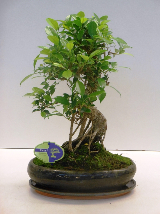 <h4>Ficus retusa, 29cm., shape, with drip tray</h4>