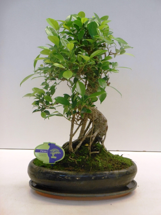<h4>Ficus retusa, 29cm., shape, with drip tray</h4>