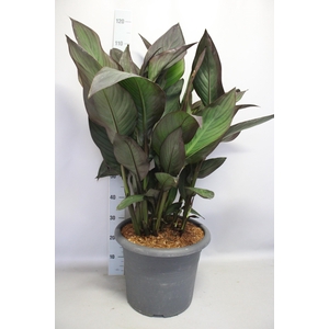 Canna generalis Cannova Donkerblad 40cm diverse kleuren