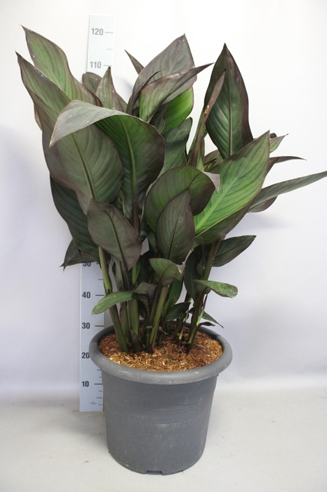 <h4>Canna generalis Cannova Donkerblad 40cm diverse kleuren</h4>